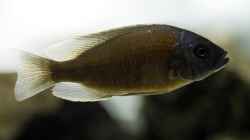 Copadichromis borleyi 