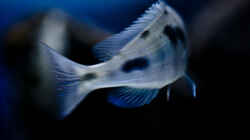 Besatz im Aquarium Becken 13672