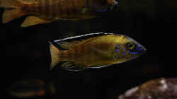 Besatz im Aquarium Becken 13672