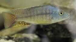 Stigmatochromis Modestus