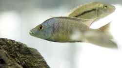 Stigmatochromis Modestus