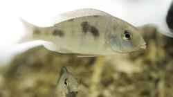 Cyrtocara moorii Jungfisch