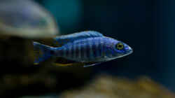 Besatz im Aquarium Becken 13672
