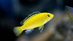 Besatz im Aquarium Becken 13672