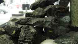 Besatz im Aquarium Becken 13672