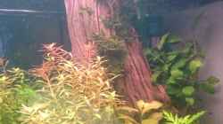 Dekoration im Aquarium Samarai