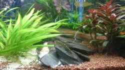 Aquarium Samarai