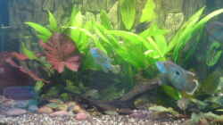 Besatz im Aquarium Becken 13725