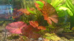 Dekoration im Aquarium Becken 13725