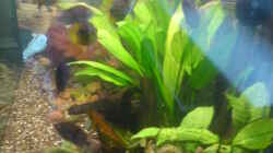 Aquarium Becken 13725