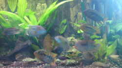 Besatz im Aquarium Becken 13725