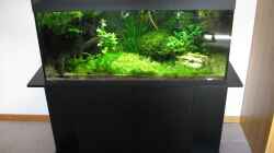 Aquarium urwald