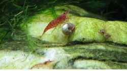 Besatz im Aquarium urwald
