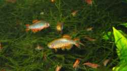 Besatz im Aquarium urwald