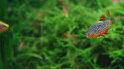 Besatz im Aquarium urwald