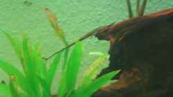 Farlowella acus (m) (alte Einrichtung)