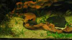 Panaque nigrolineatus