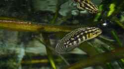 Julidochromis marlieri