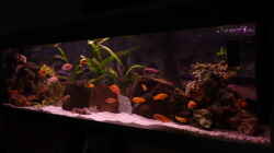 Aquarium Malawi Becken 450