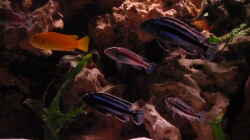 Besatz im Aquarium Malawi Becken 450