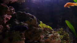 Aquarium Malawi Becken 450