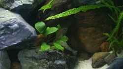 Pflanzen im Aquarium Becken 139