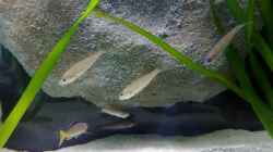 Cypri. leptosoma