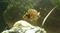 Besatz im Aquarium Channel II
