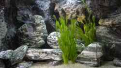 Gruppe Vallisneria spiralis