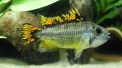 Besatz im Aquarium Südamerika 160L