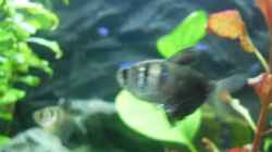 Besatz im Aquarium Südamerika 160L