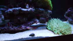 Besatz im Aquarium Becken 14005