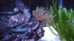 Besatz im Aquarium Becken 14005