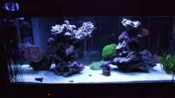 Aquarium Becken 14005