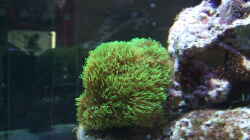 Clavularia viridis