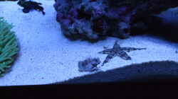 Besatz im Aquarium Becken 14005