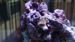 Sacrophyton Ehrenbergi-Ableger