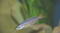 Cyprichromis leptosoma