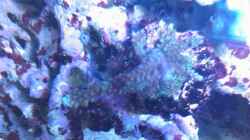 Acropora anthocercis