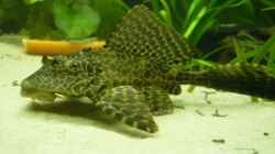 Wabenschilderwels (Glyptoperichthys gibbiceps )