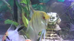 Besatz im Aquarium Mein Becken