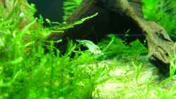 Besatz im Aquarium Nano Becken