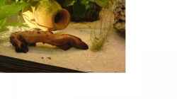 Dekoration im Aquarium Becken 14259
