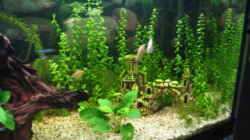 Aquarium Becken 1427