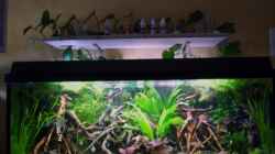 Aquarium 160l Südamerika (AQ existiert nicht mehr)