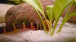 Besatz im Aquarium Becken 14319