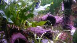 Dekoration im Aquarium Becken 14319