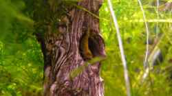 Dekoration im Aquarium Becken 14319