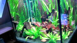 Aquarium Becken 14329
