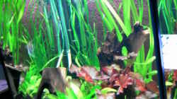 Pflanzen im Aquarium Becken 14329